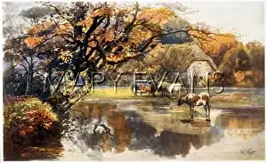 Congregate: POOL IN NEW FOREST