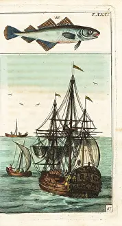 Minutus: Poor cod, Trisopterus minutus