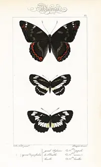 Pauquet: Poplar admiral, common glider, and Hungarian glider
