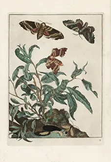 Metamorphoses: Poplar hawk-moth, Laothoe populi