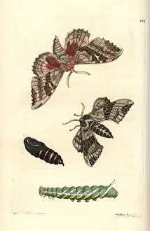 Populi: Poplar hawk-moth, Laothoe populi