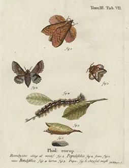 Lappet: Poplar lappet and small lappet moths