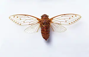 Merula: Poponia merula, cicada
