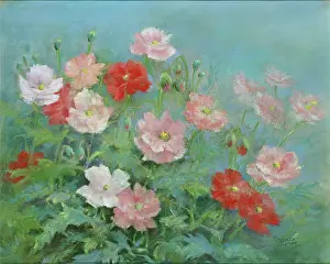 Pelargoniums: Poppies