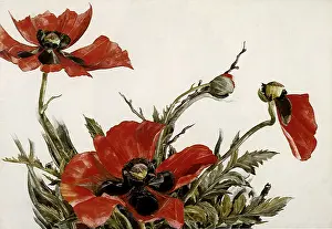 Demuth: Poppies