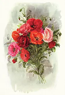 Vivid: Poppies