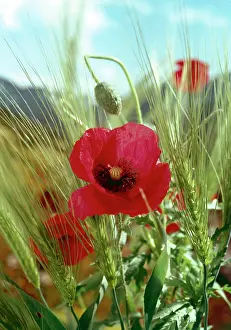 Daglish: Poppies in Barley Field