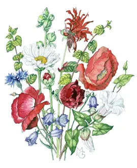 Cornflower: Poppies, cornflower, campanulas, daisy