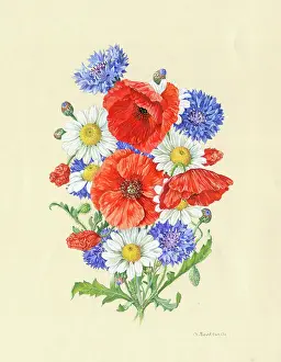 Cornflowers: Poppies, cornflowers and daisies