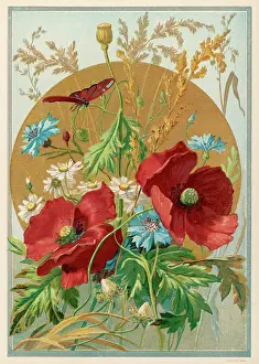 Cornflowers: POPPIES DAISIES