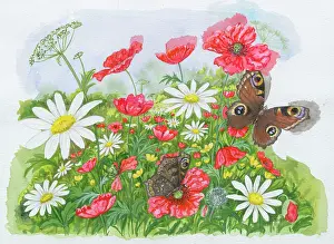 Bovey: Poppies, daisies and butterflies