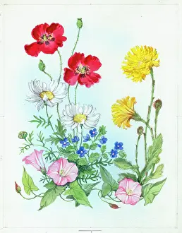 Convolvulus: Poppies, daisies, veronica, convolvulus etc