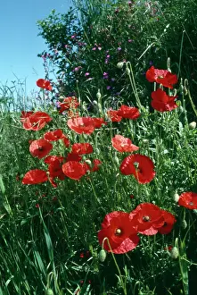 Hedgerows: Poppies in a Devon Hedgerow