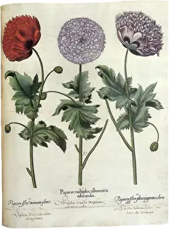 Layers: Poppies, Papaver hortensis
