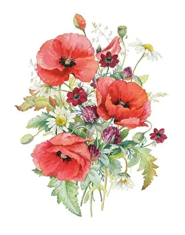 Pheasants: Poppies, Pheasant's Eye, clover and daisy