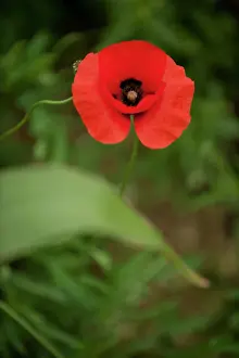 Bouts: Poppies - Somme Battlefield