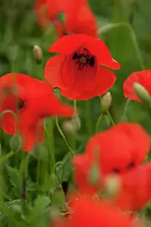 Bouts: Poppies - Somme Battlefield