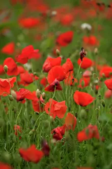 Bouts: Poppies - Somme Battlefield
