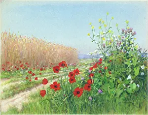 Marius: Poppies and Wheat field