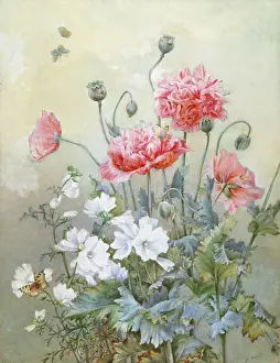 Manly: Poppies and White Lavatera