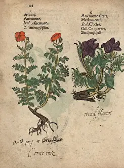 Pulsatilla: Poppy anemone, Anemone coronara, and pasque