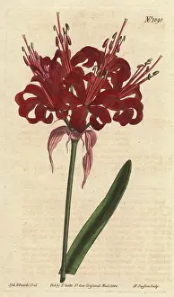 Amaryllis: Poppy coloured amaryllis, a native of Cape