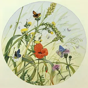 Aynsley: Poppy, Ears of Corn and Butterflies