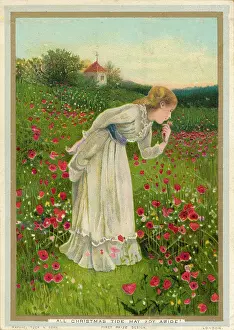 Papaver: POPPY FIELD