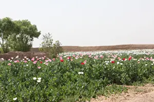 Afghans: A poppy field within an Afghan's compound ?