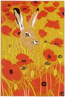 Pods: Poppy Hare