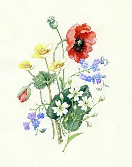 Kingcups: Poppy, kingcups, forget-me-nots