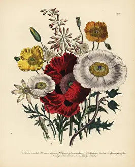 Grandiflora: Poppy or Papaver species