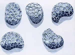 Micrographia: Poppy Seeds, Engraving, 1665