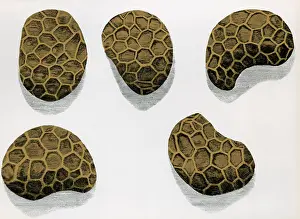 Micrographia: Poppy Seeds, Engraving, 1665