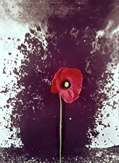 Poppies: Poppy superimposed on mine explosion, WW1