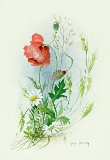Mayweed: Poppy with wild grass and Scentless Mayweed