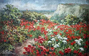 Shelton: Poppyfield by the cliffs