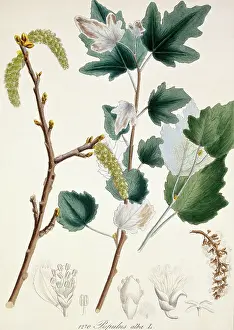 Catkin: Populus alba L. DCXIV, white poplar