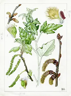 Catkins: Populus alba - white poplar