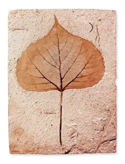 Kenrick: Populus latior