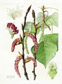 Catkin: Populus nigra - black poplar