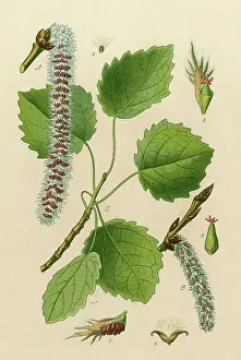Populus: POPULUS TREMULA