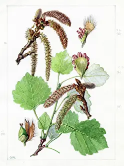 Gwen: Populus tremula - aspen