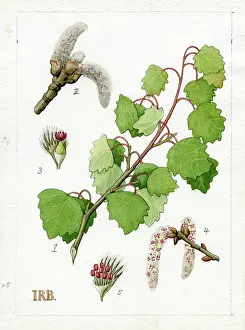 Isobel: Populus tremula - aspen