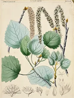Catkin: Populus tremula, aspen
