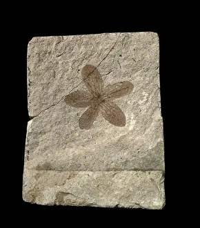 Kenrick: Porana oeningensis