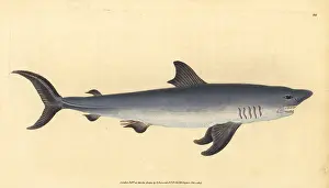 Squalus: Porbeagle, Lamna nasus. Vulnerable