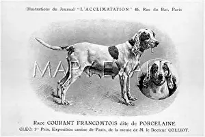 Courant: Porcelaine Dog
