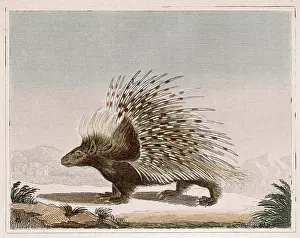 Porcupine: PORCUPINE