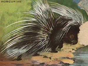 Porcupine: Porcupine